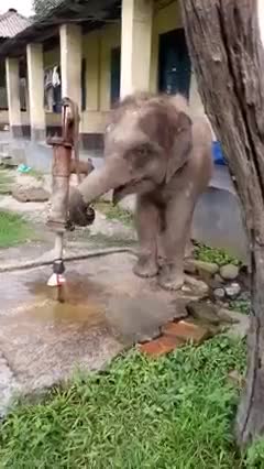 The elephant was very thirsty.