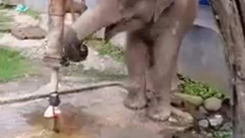 The elephant was very thirsty.