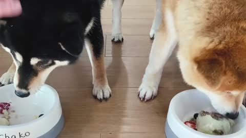 Dog's favorite birthday cake