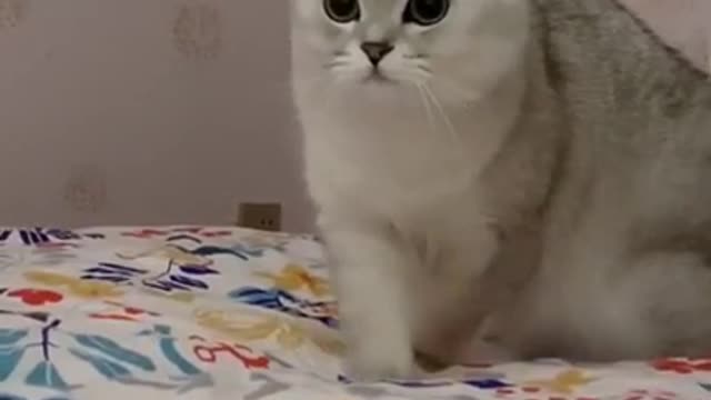 Funny Animals act