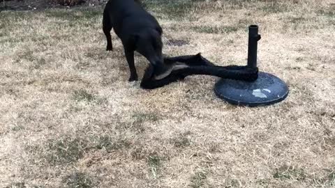 Dog Finds Fun By Itself