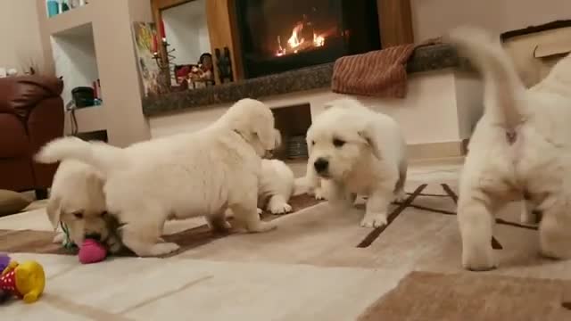 😍😍😍 PUPPIES 13 😍😍😍
