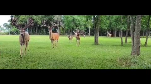 A herd of running red deer