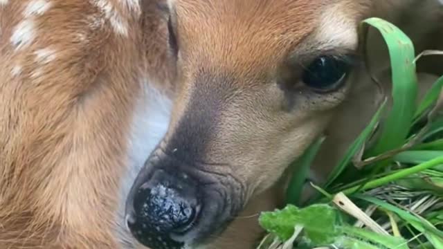 To protect animals