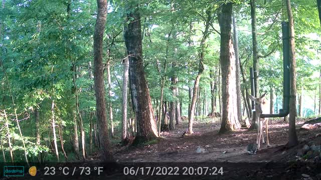 The Woods - 06/18/2022
