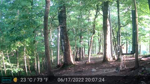 The Woods - 06/18/2022