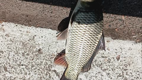 Common carp