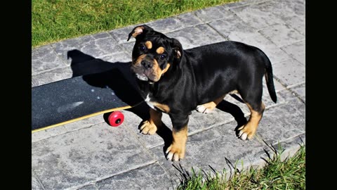 Old english bulldog pippy