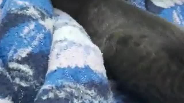 Cesar plays with his tail hhhhh