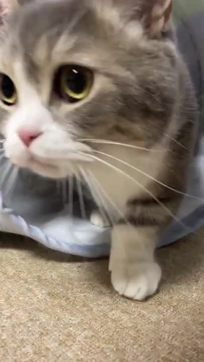 cute cat shorts❤#shorts #cat #cutecat