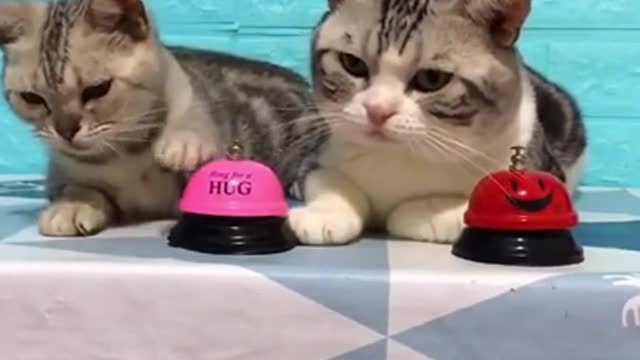 🥰Lovely Cat, black cat, cats, funny cats, funny cat videos 1315