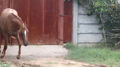 colt Paramhans at - Shivshakti stud farm