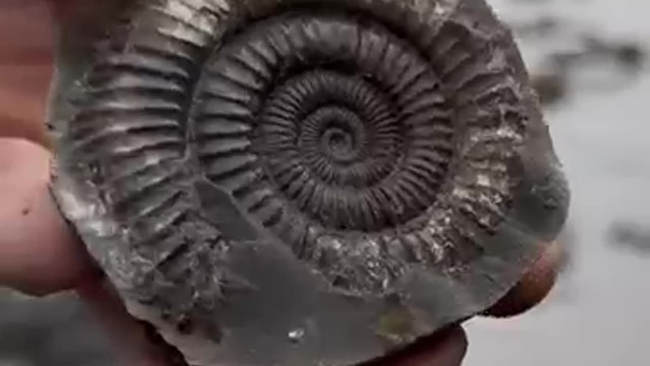 Ammonite-185 m years old