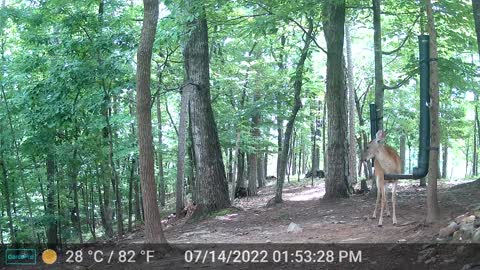 The Woods - 07/15/2022