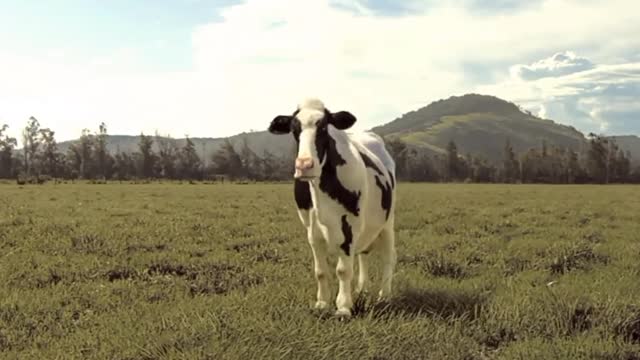 Funny Cow dance