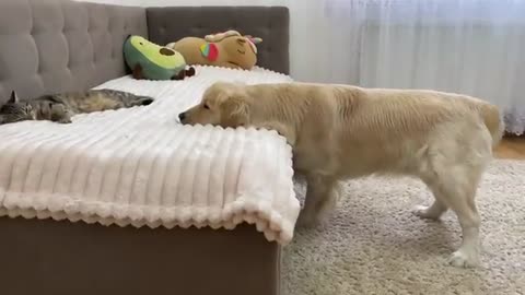 What Does a Golden Retriever do When He Finds Sleeping Cat