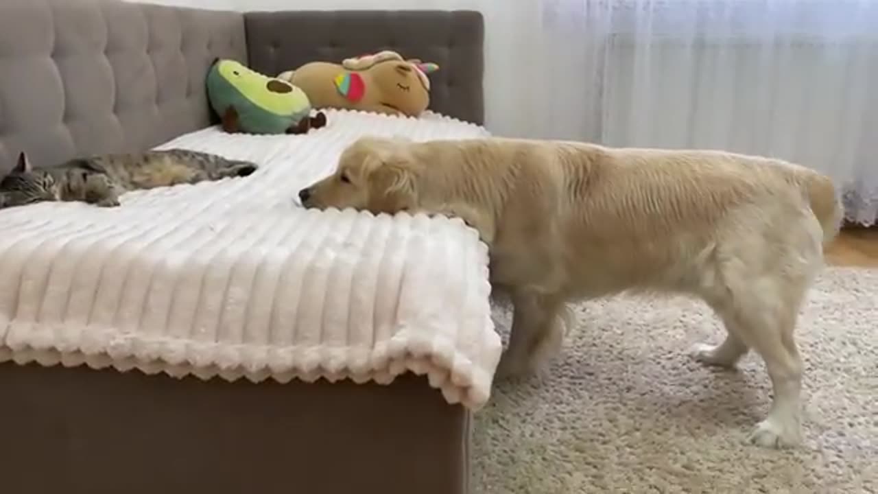 What Does a Golden Retriever do When He Finds Sleeping Cat