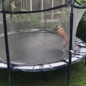 Happy dog bouncing on a trampoline