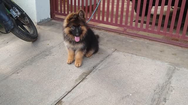 German shepherd Long coat puppy . Puppy is trying only while capturing video