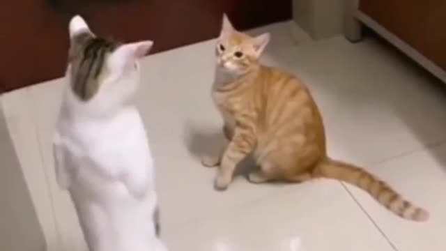 Best funny animal video 2022