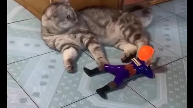 Cat Comedy Video Cat Funny video Part39 #CatShort #CatVideo