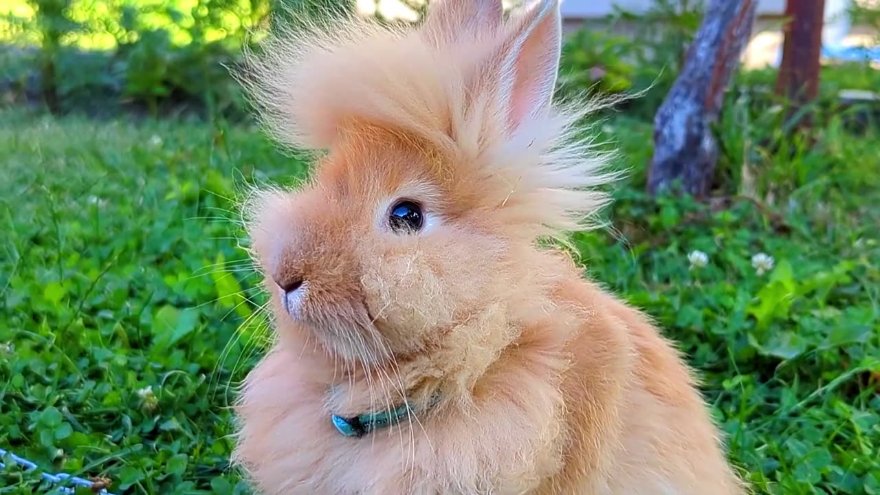 Close-up View of Hairy Rabbit on Grass