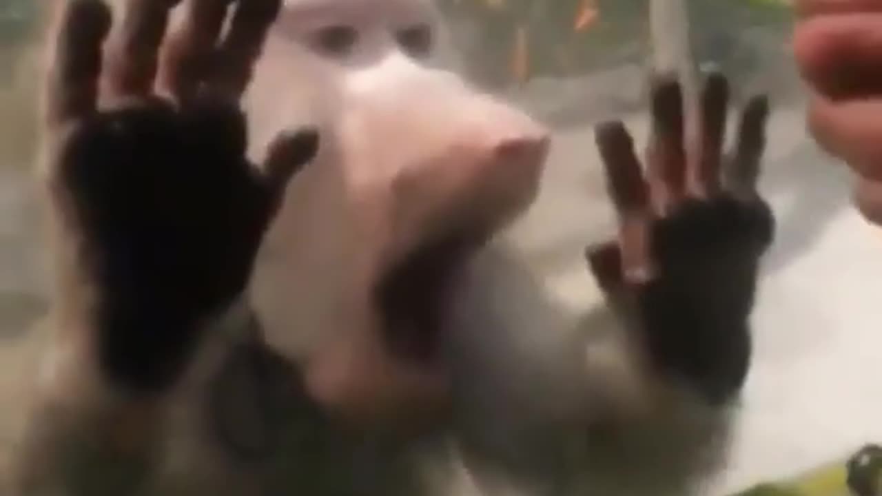 Monkeys Reaction is Hilarious!!! #monkey #funny #viral #fyp