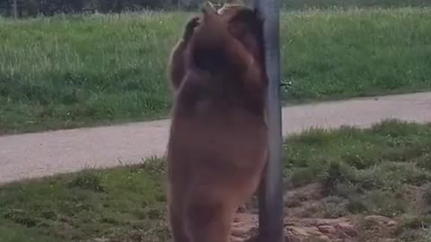 Grizzly bear pole dances while scratching its back..😅🎶