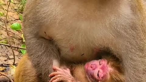 Baby monkey newborn