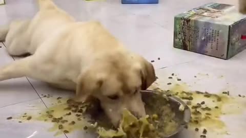 Dogs eating