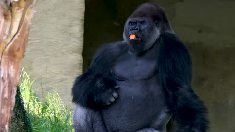 Gorillas