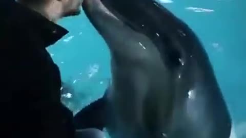 Dolphin play with his master