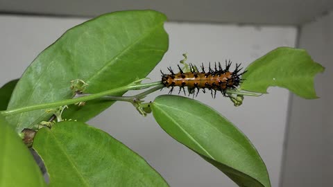 Gulf Fritillary Caterpillar Time Lapse Video