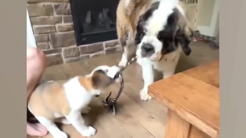 Funny and cute animals video 🐶