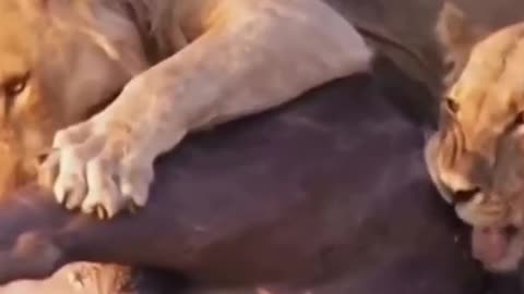 Buffalo fights Lion and the result Wild Animal