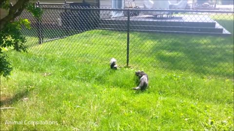 Baby skunk try to spray everywhere