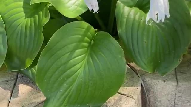 White flowers are beautiful