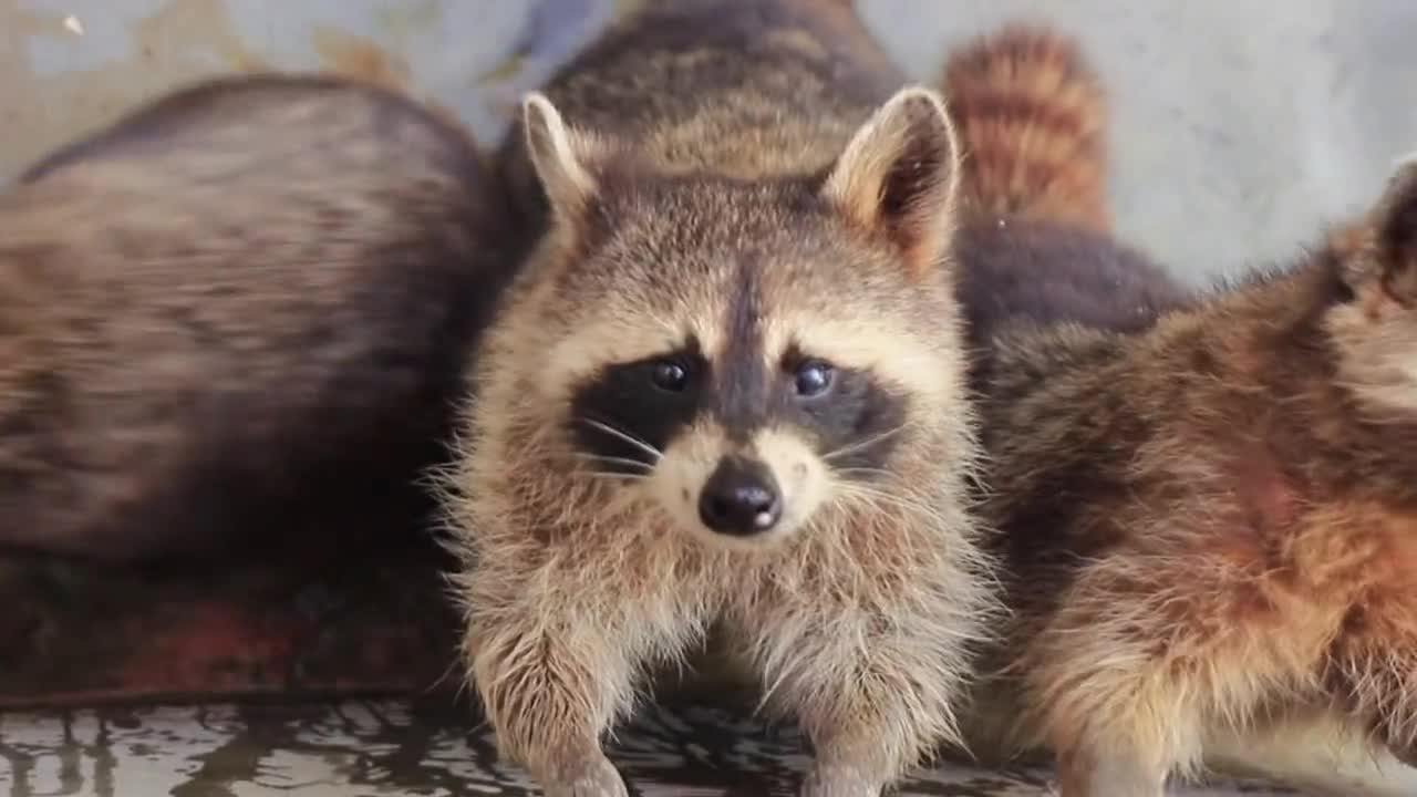 Cute cute little raccoon