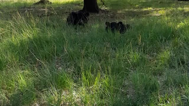 Galloway calfs