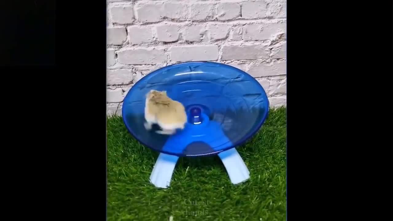 Very cute and funny pets moments_Try not to laugh 💯% impossible