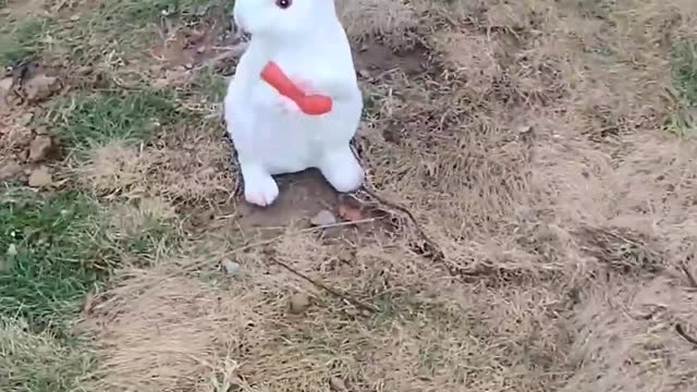 The little white rabbit is so cute, which one is the mother rabbit and which one is the baby rabbit?