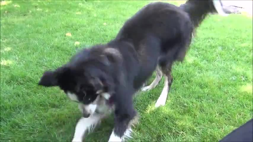 Perro confunde una inofensiva manzana con una pelota de tenis