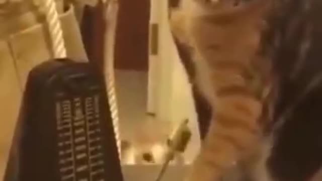 cute cat, funny animal , funny cats #short