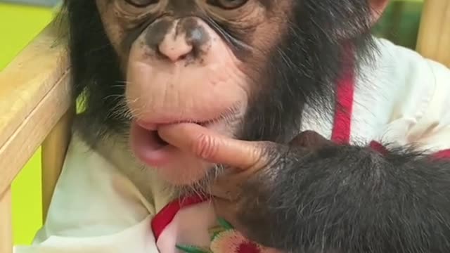 The baby chimp is getting more and more beautiful