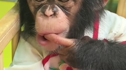 The baby chimp is getting more and more beautiful