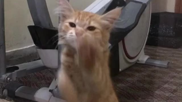 Lifting funny cat dancing Blinding cats