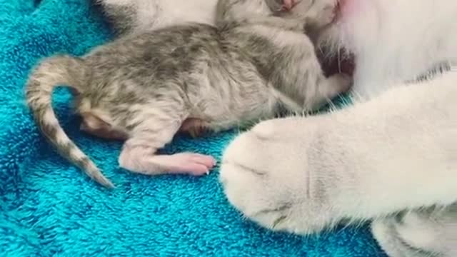 cats #kitten #kittycat #pet #animal #catlovers #katze #animeldoctor #zoology#Wildlife #shortvideo