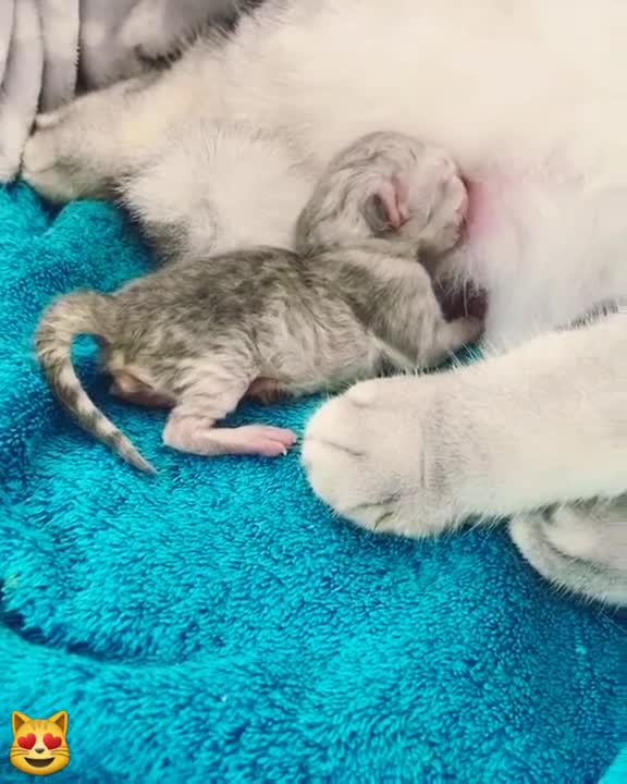 cats #kitten #kittycat #pet #animal #catlovers #katze #animeldoctor #zoology#Wildlife #shortvideo