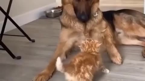 ☺️☺️Cute fight with dog and cat 🤗