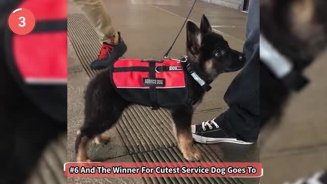 Puppies On Their First Days Of Work - So Cute! 🥰 🐶